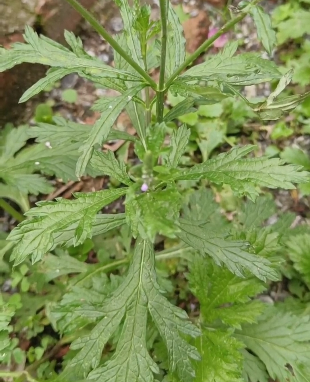 马鞭草