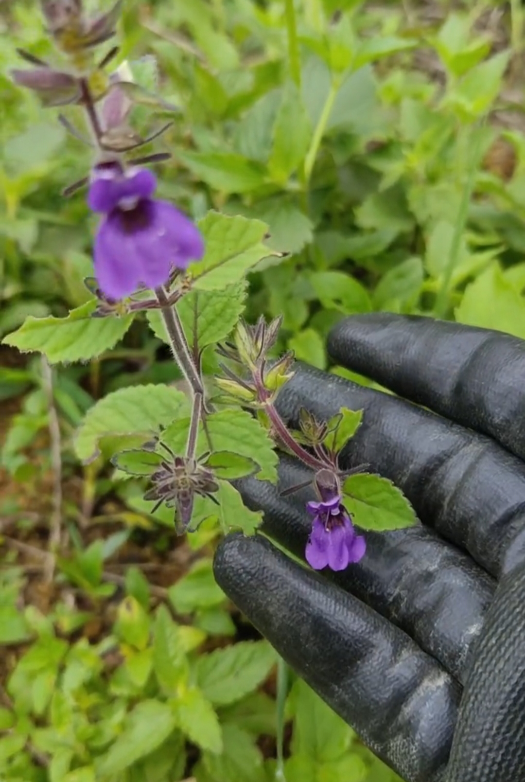 沙虫草:治胃病.
