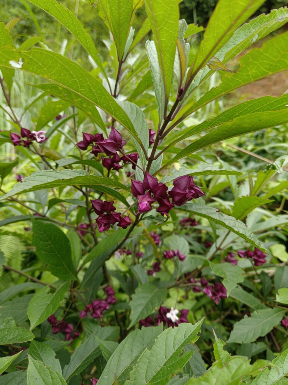 鬼点灯 植物图片