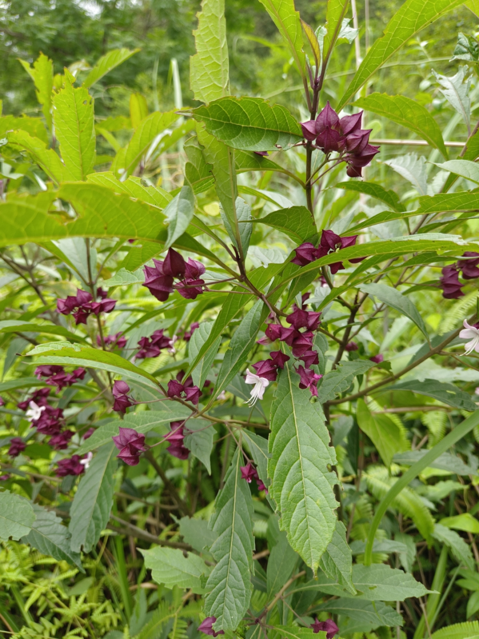 中药鬼点灯图片