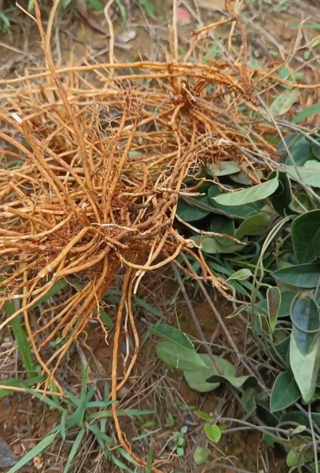 老虎须:铁打药.