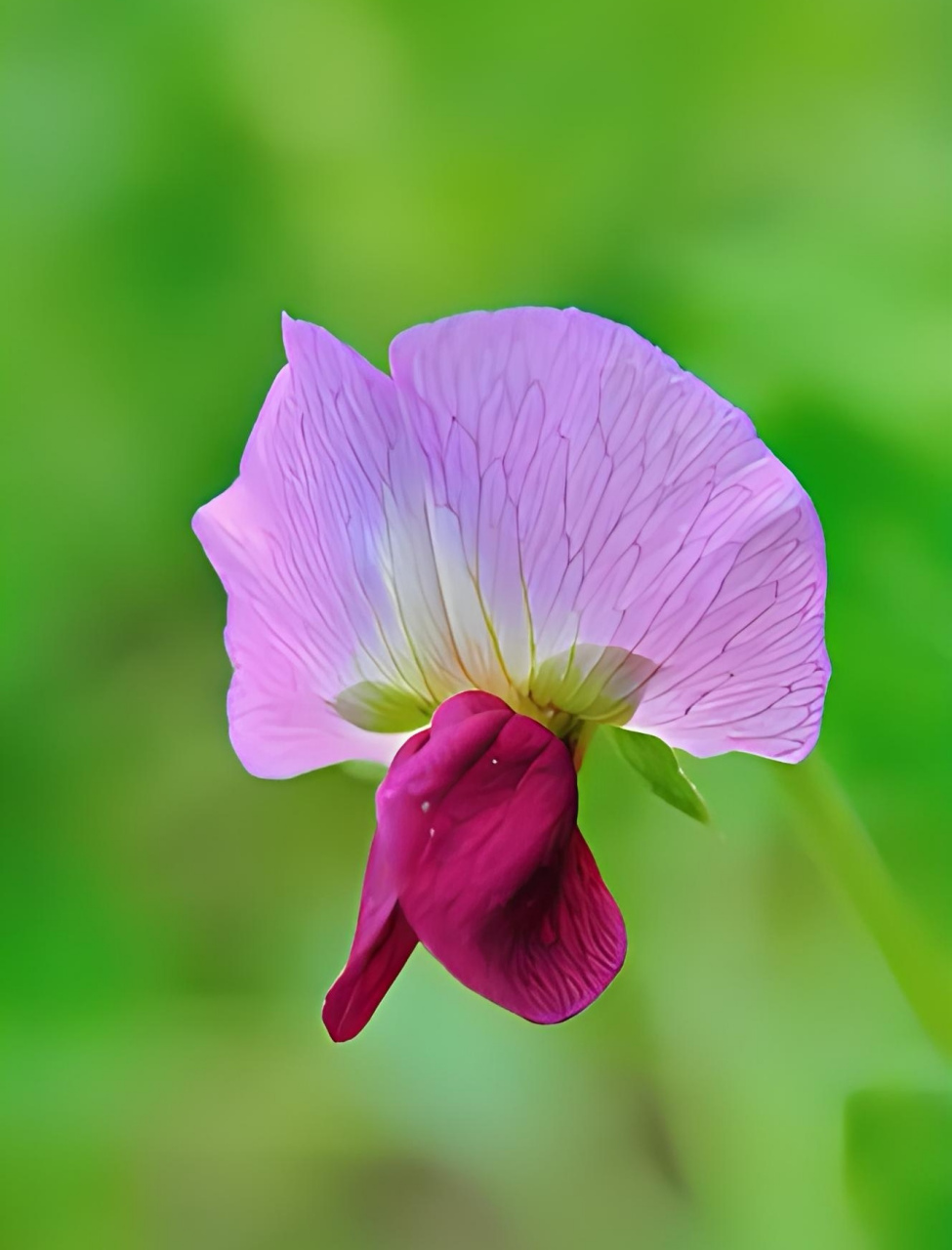 豌豆单性花图片