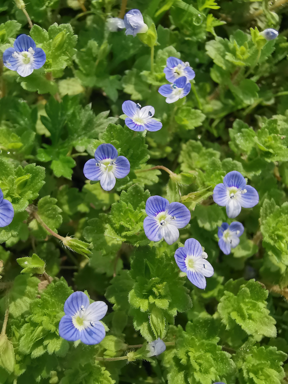 麻婆子草图片