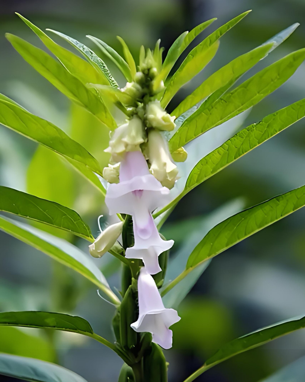 芝麻开花节节高!