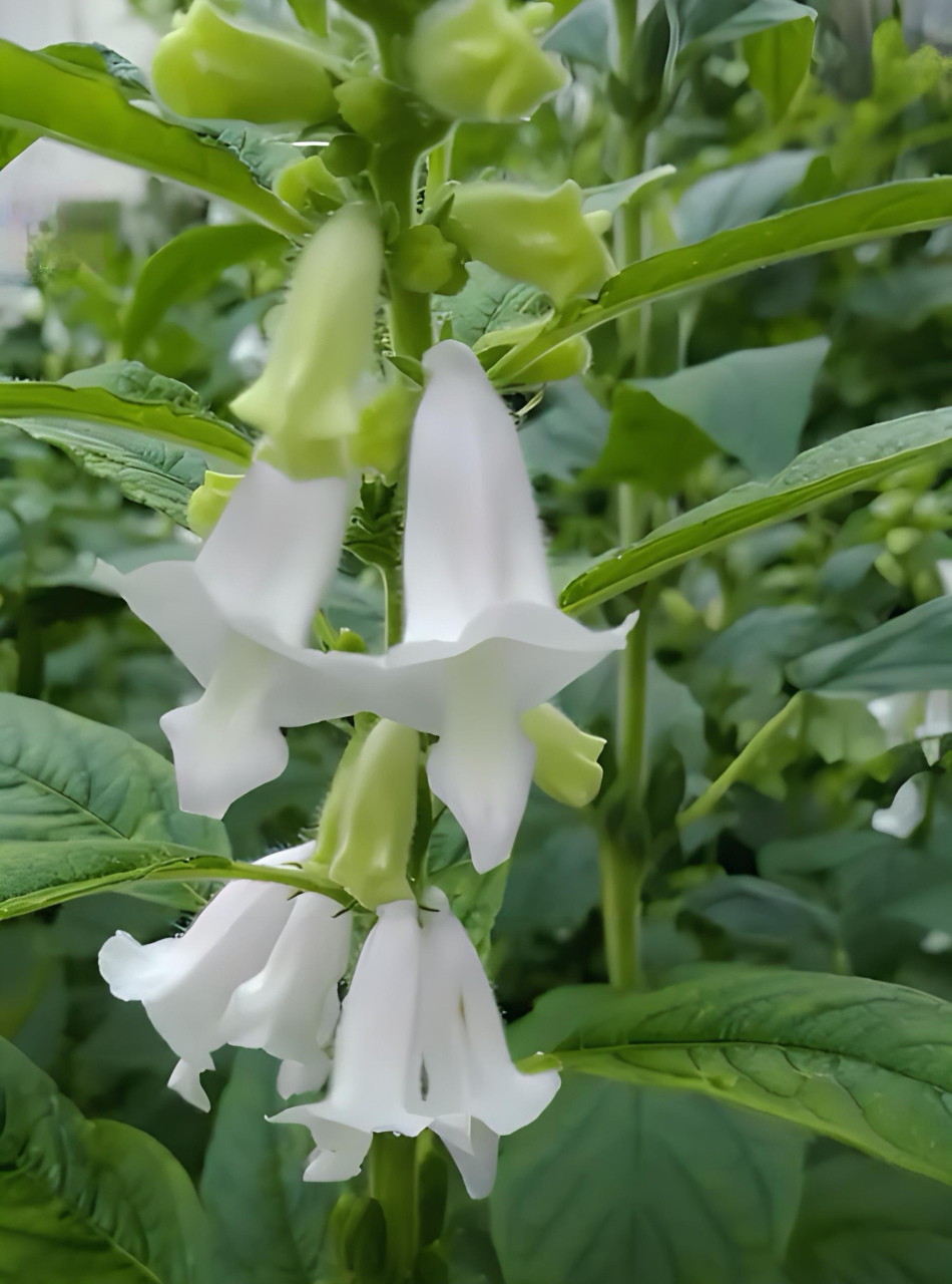 芝麻开花节节高!