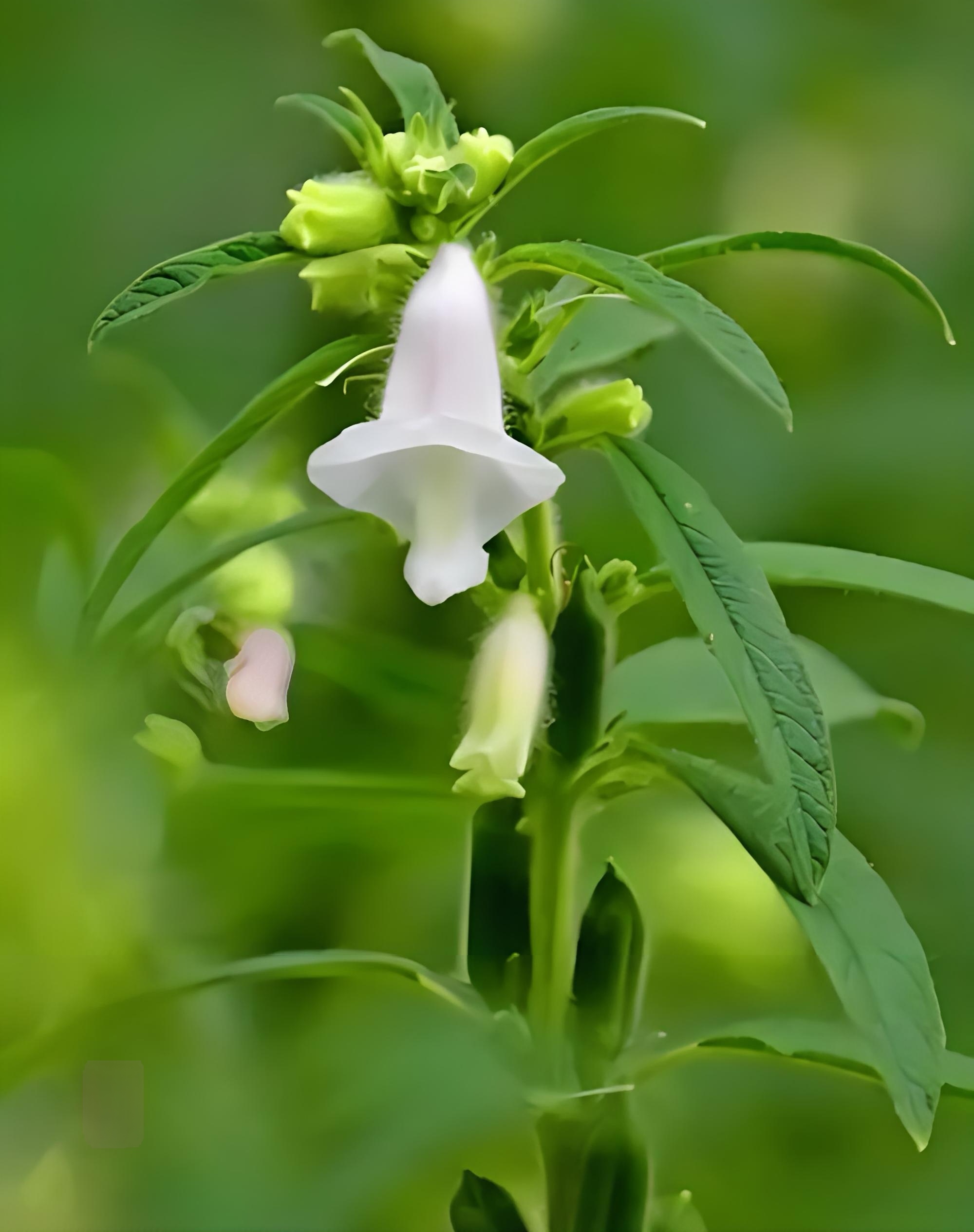 芝麻手机壁纸图片