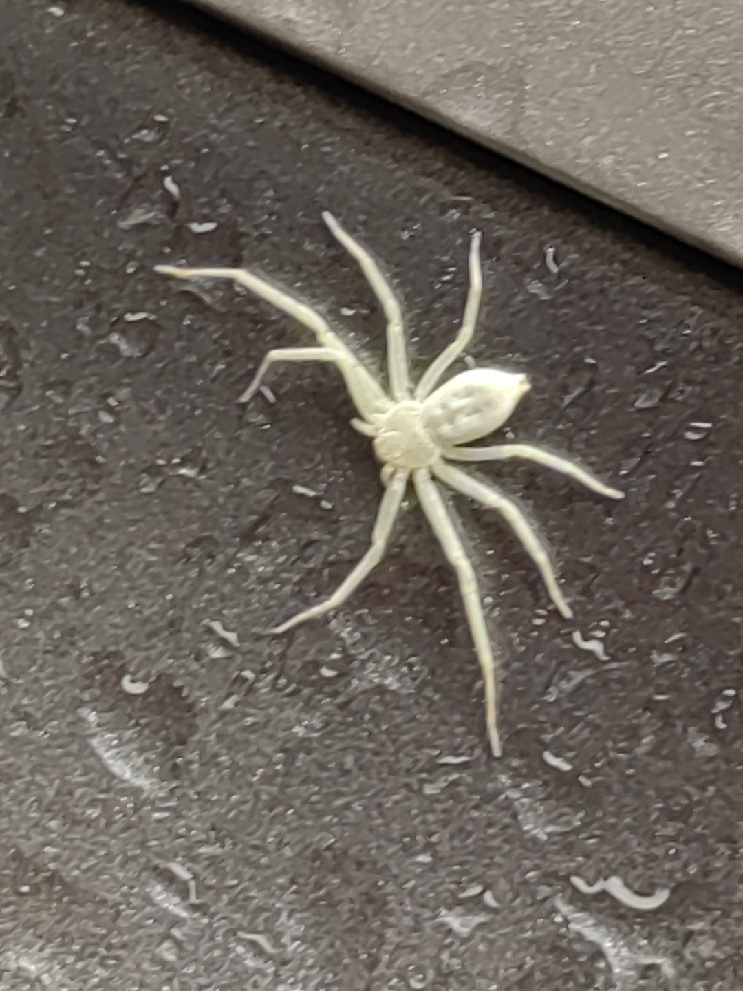 这么漂亮的纯白蜘蛛,点个赞不累吧