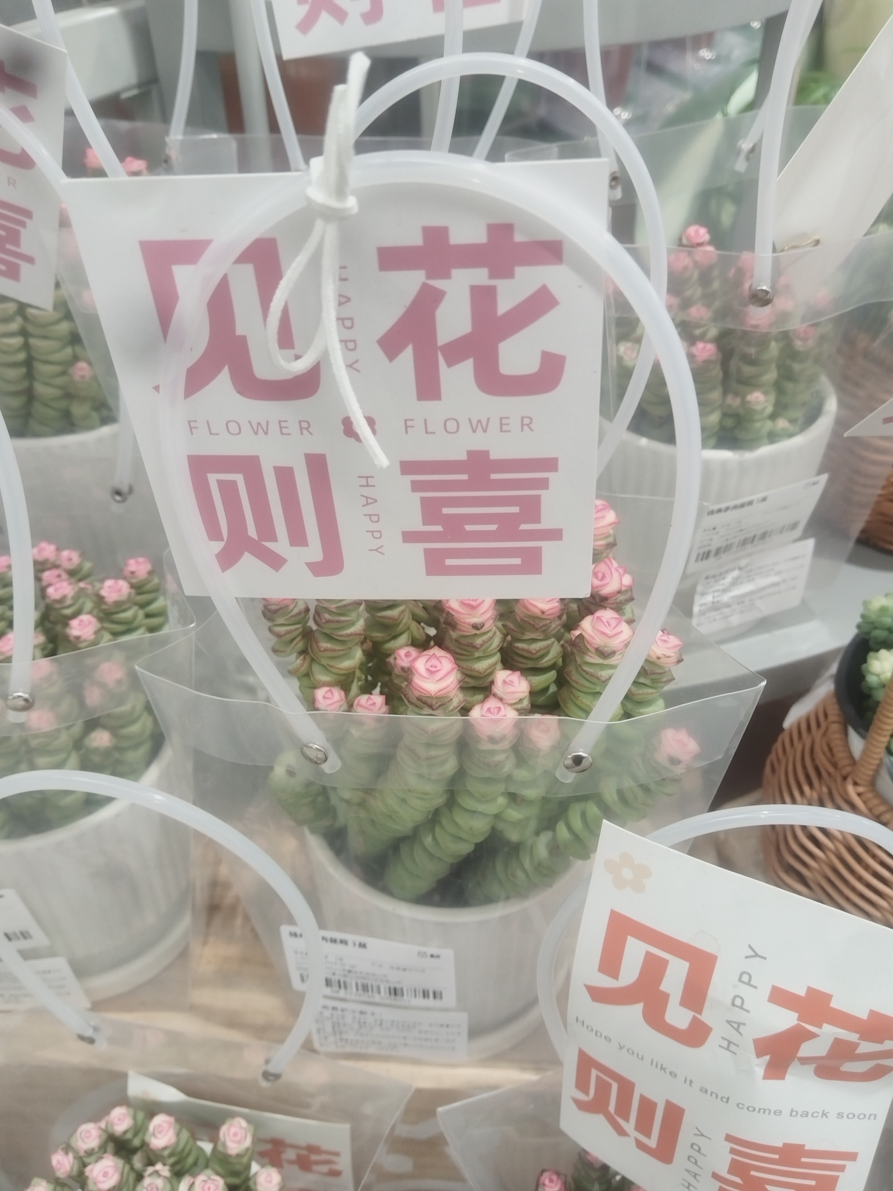 与波折为伍,心如花木,向阳而生.