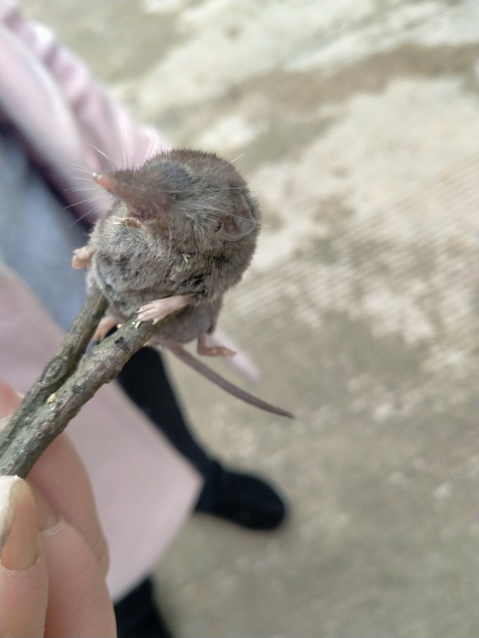 这长鼻子的老鼠是什么种类呀?