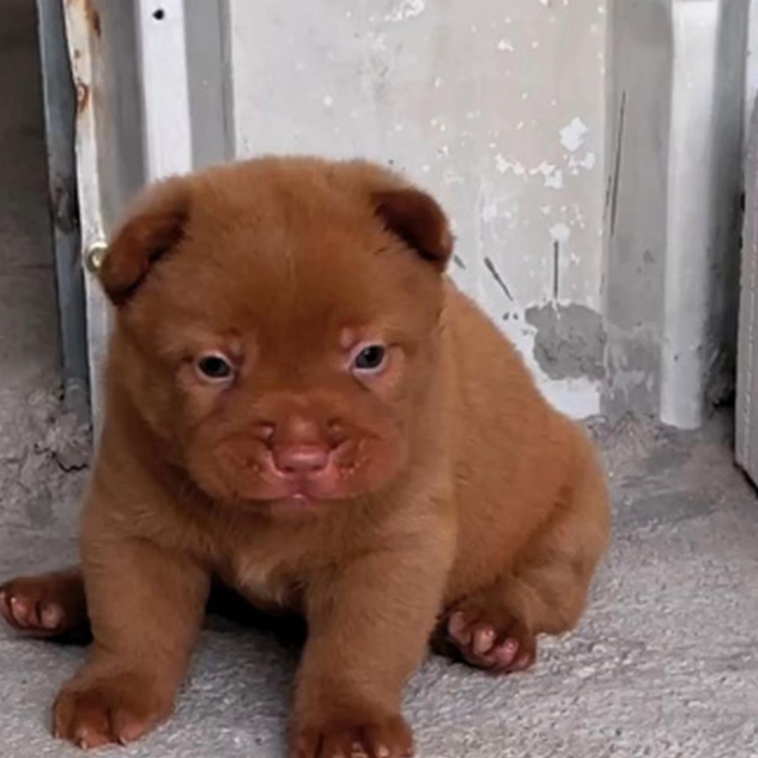 今天公公不知道从哪里弄来了一只,看这小狗胖乎乎的,真可爱,儿子可