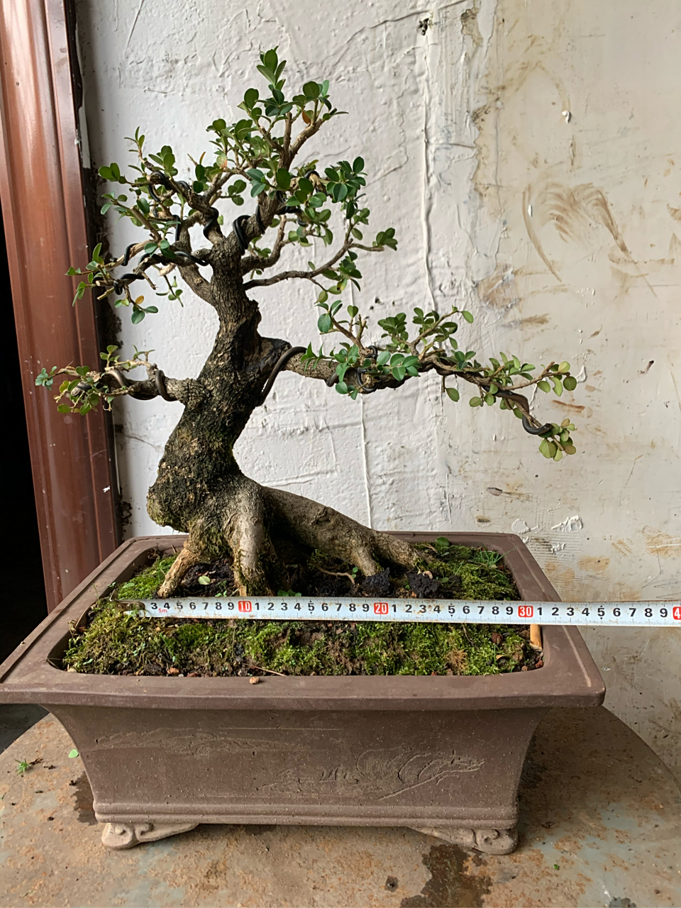 珍珠黄杨