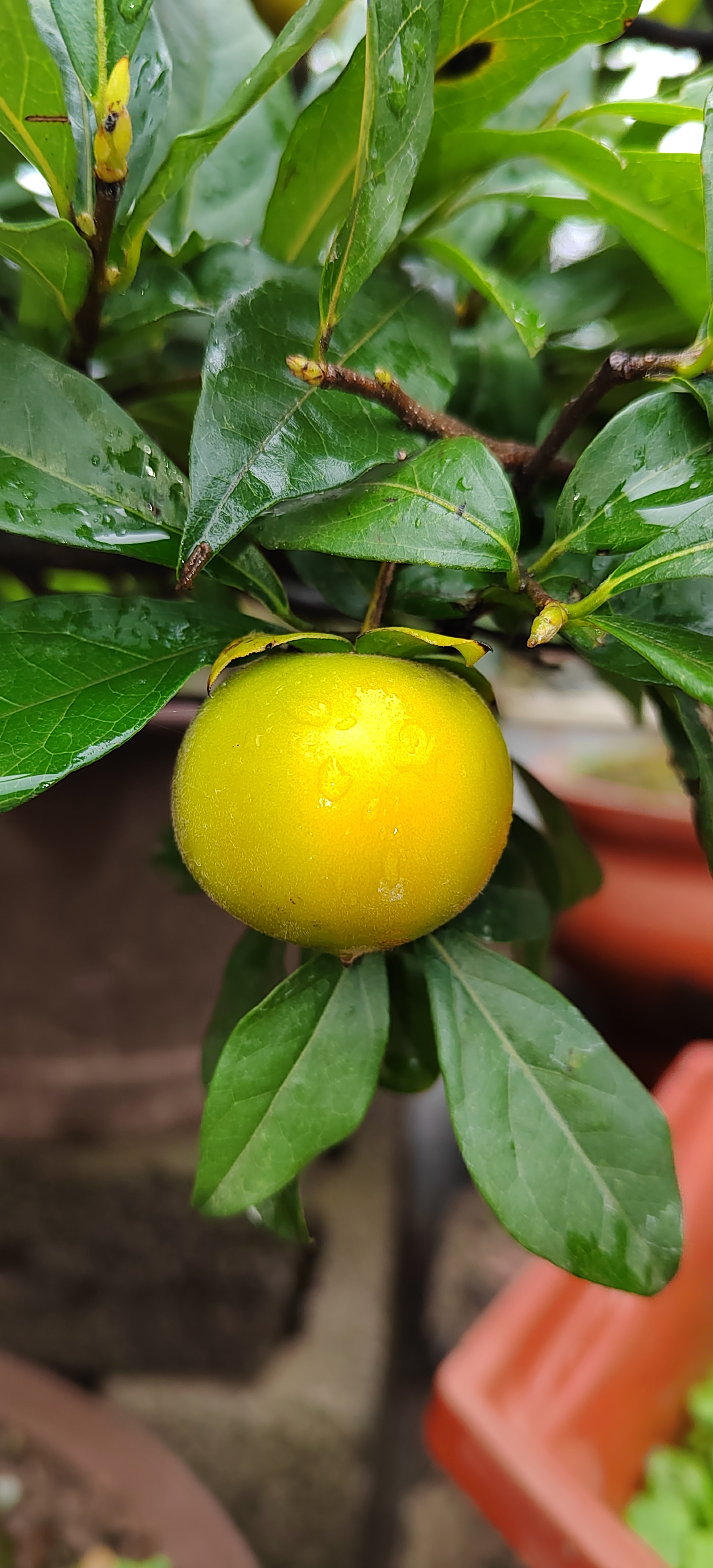 果子红了,花生果,灯泡果,柿饼果,血红果,车厘子果,果果相应,万紫千红