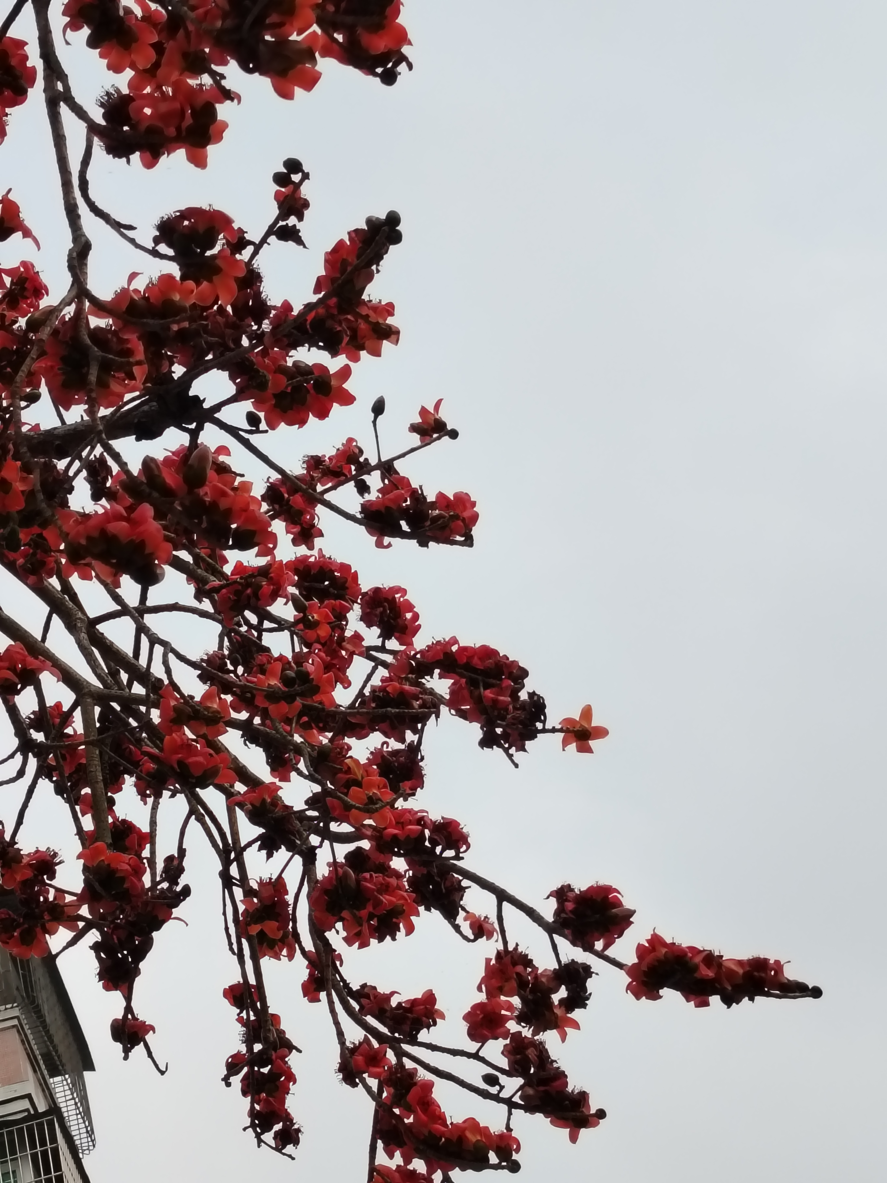 木棉盛放,红花如火  在这春意盎然的时节,我邂逅了一棵盛开的木棉树.
