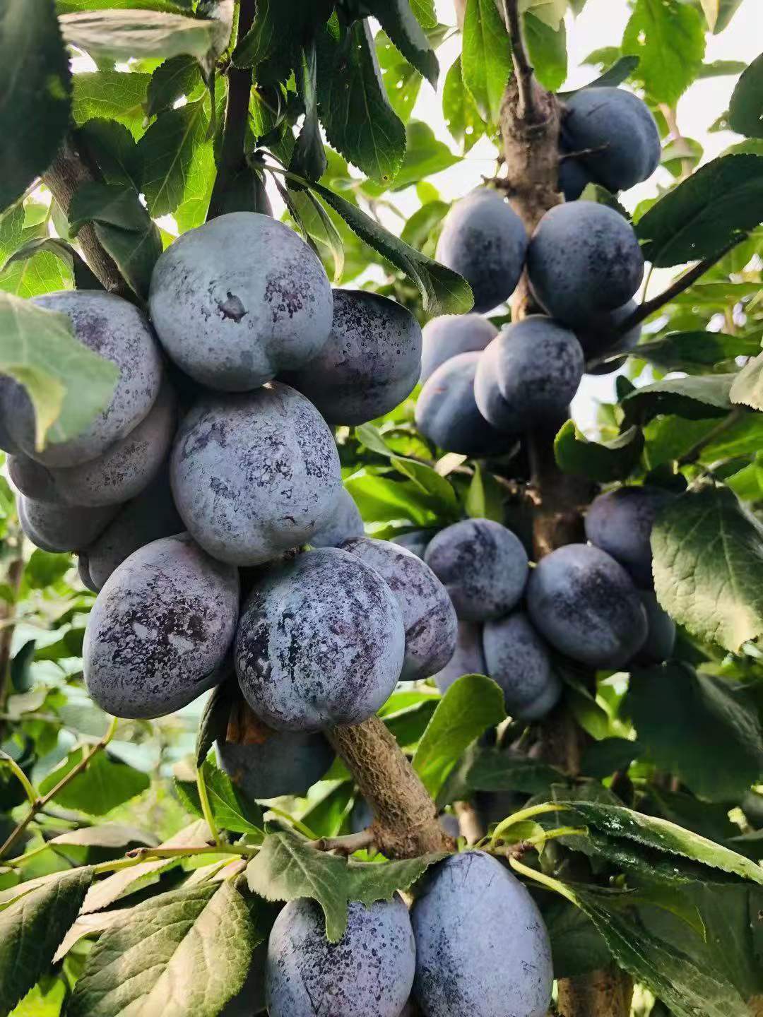 2023年网红西梅艾琳娜