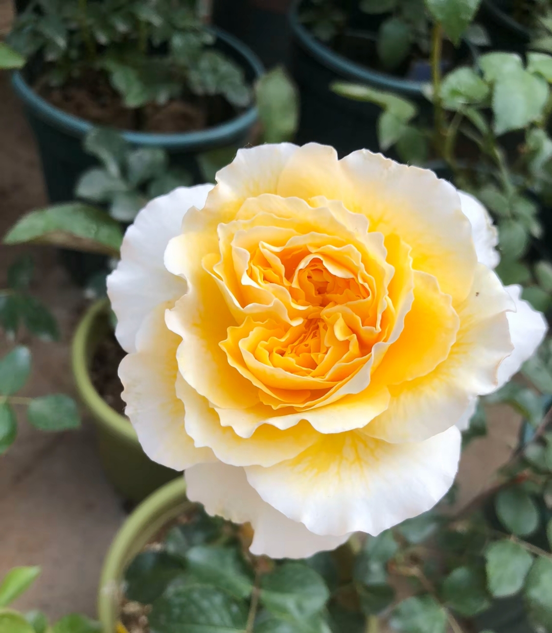 月季系列一百零四碧翠丝