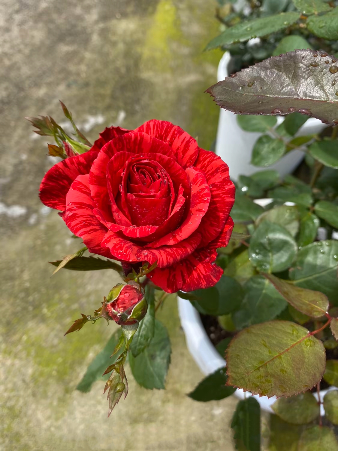 月季系列三十一—红色直觉