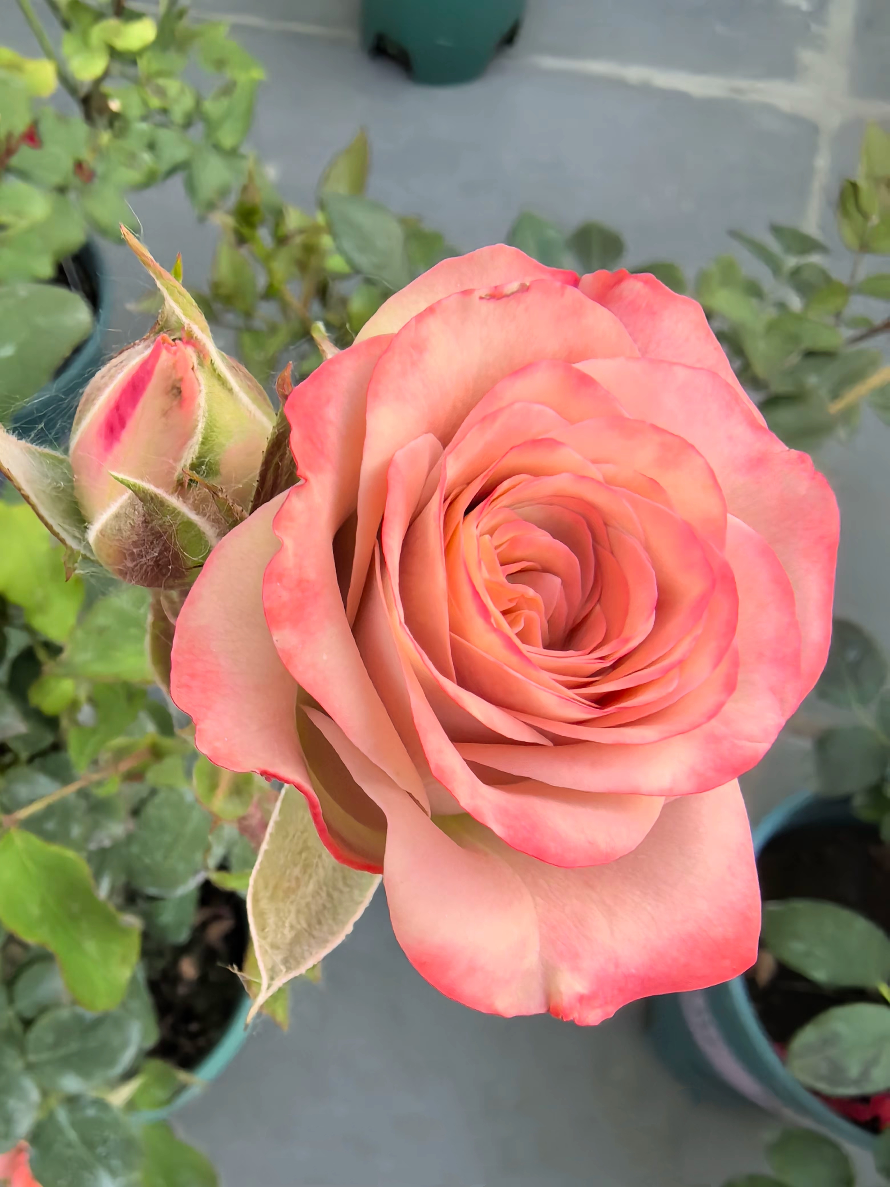 月季系列一百一十八