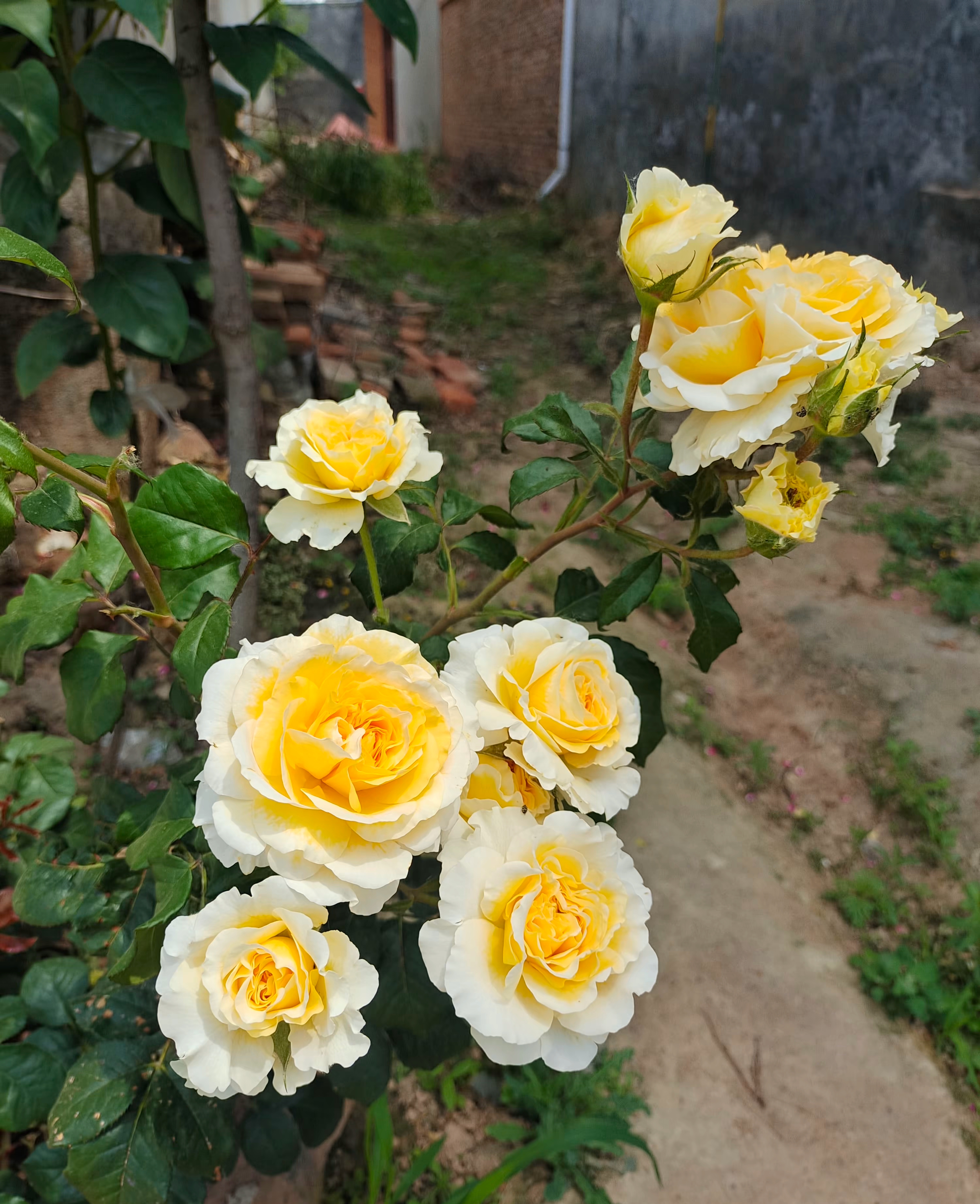 月季系列一百零四碧翠丝