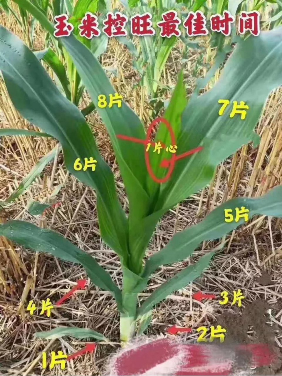 玉米7-8个叶的时候是化学控旺的最佳时机,直接看图就懂了#种植