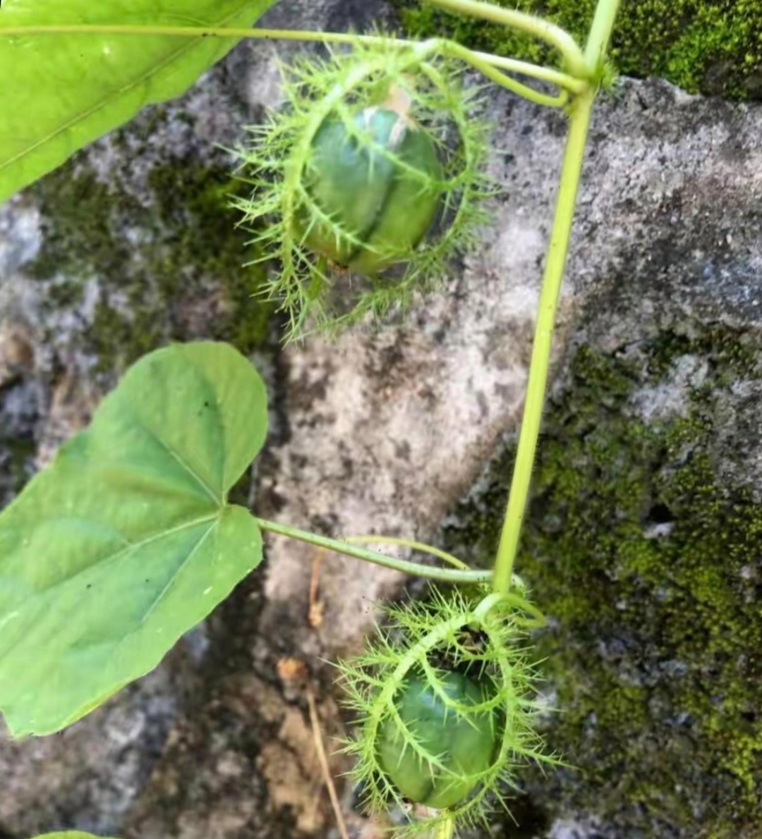 这到底是什么呢?从未见过如此奇特的植物果实.大自然真是充满了神秘