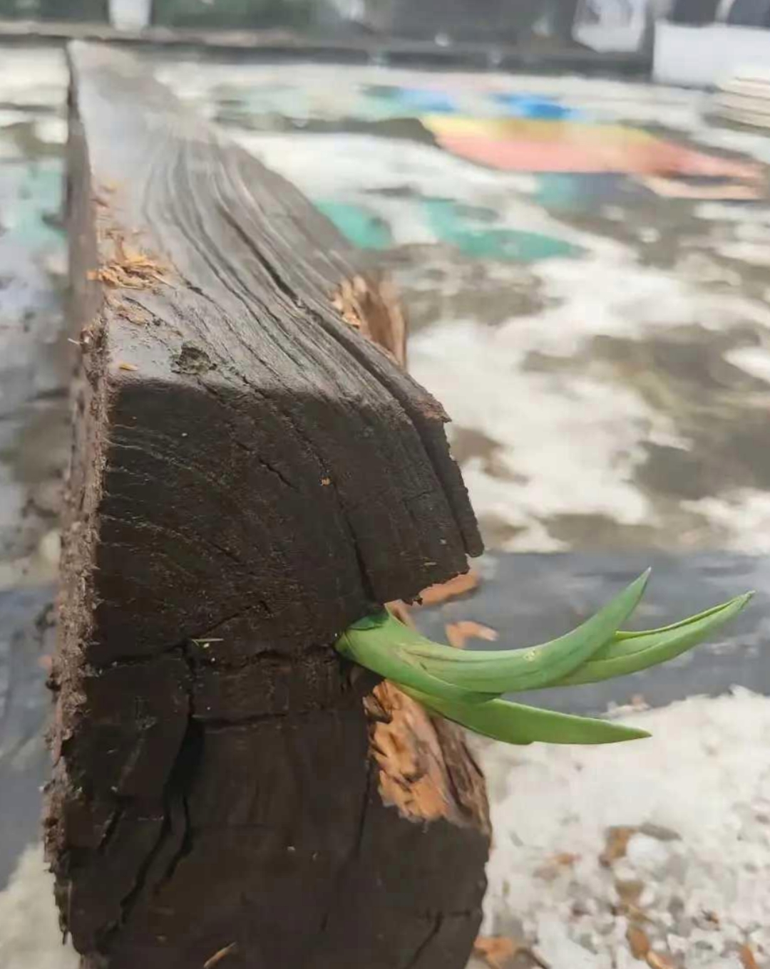 废弃工厂狗狗轮上图片