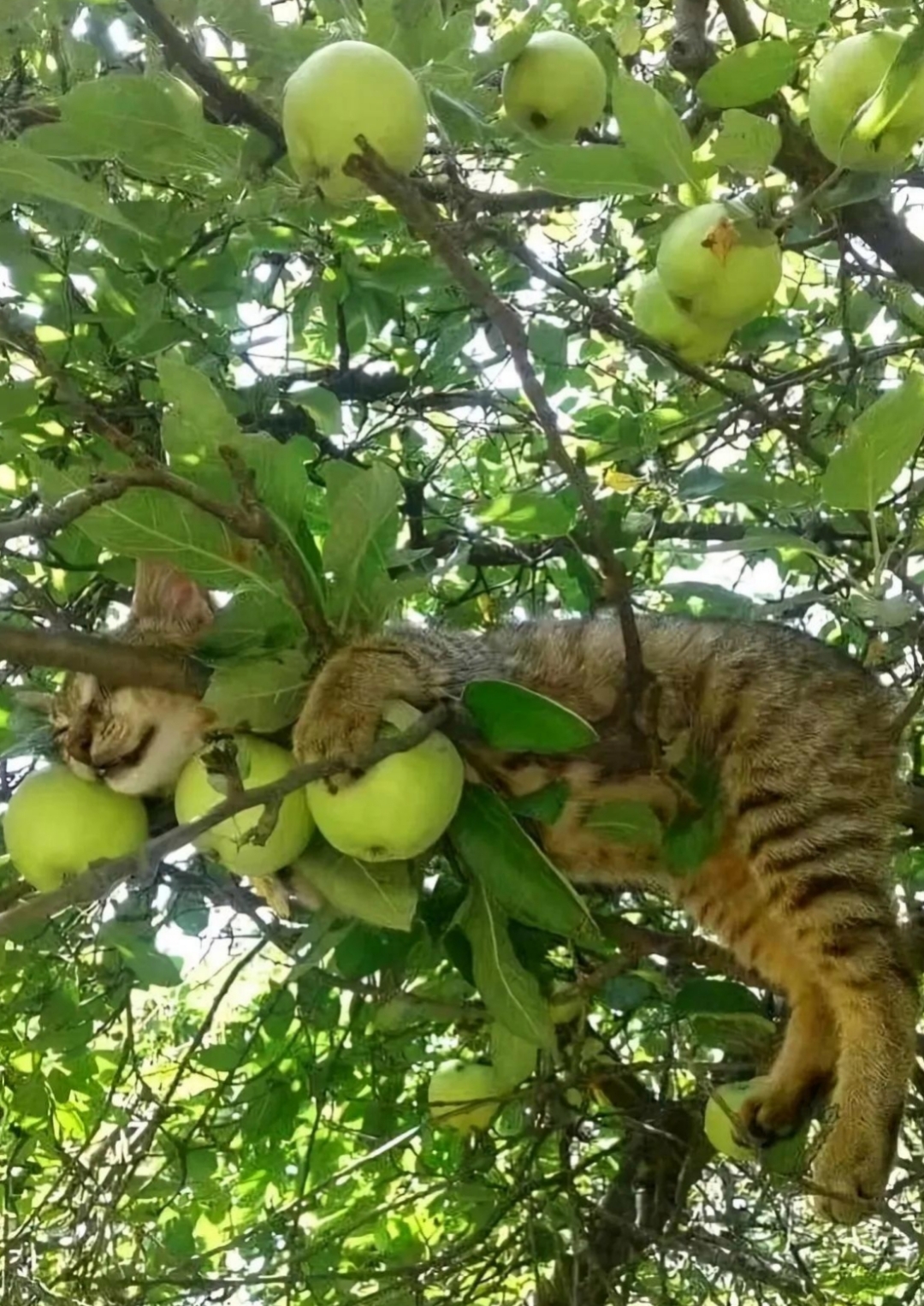 花果狸图片