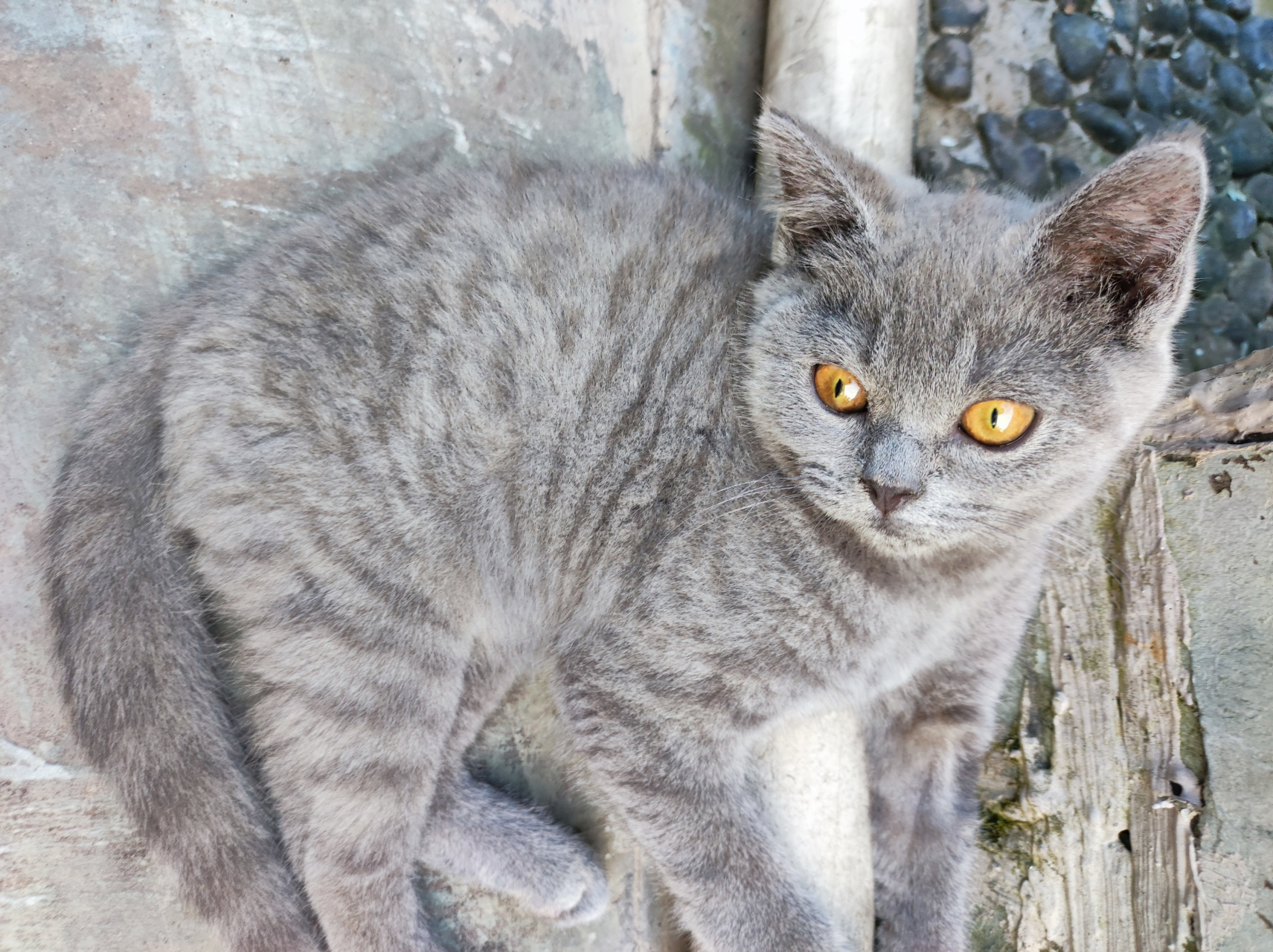 我家蓝猫是蓝猫和狸花猫混血的吗