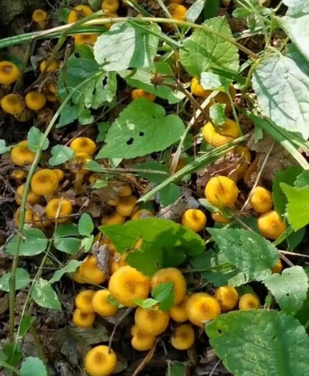 我和闺蜜去她男朋友的老家摘李子,在山上意外发现一小片黄色的蘑菇,一