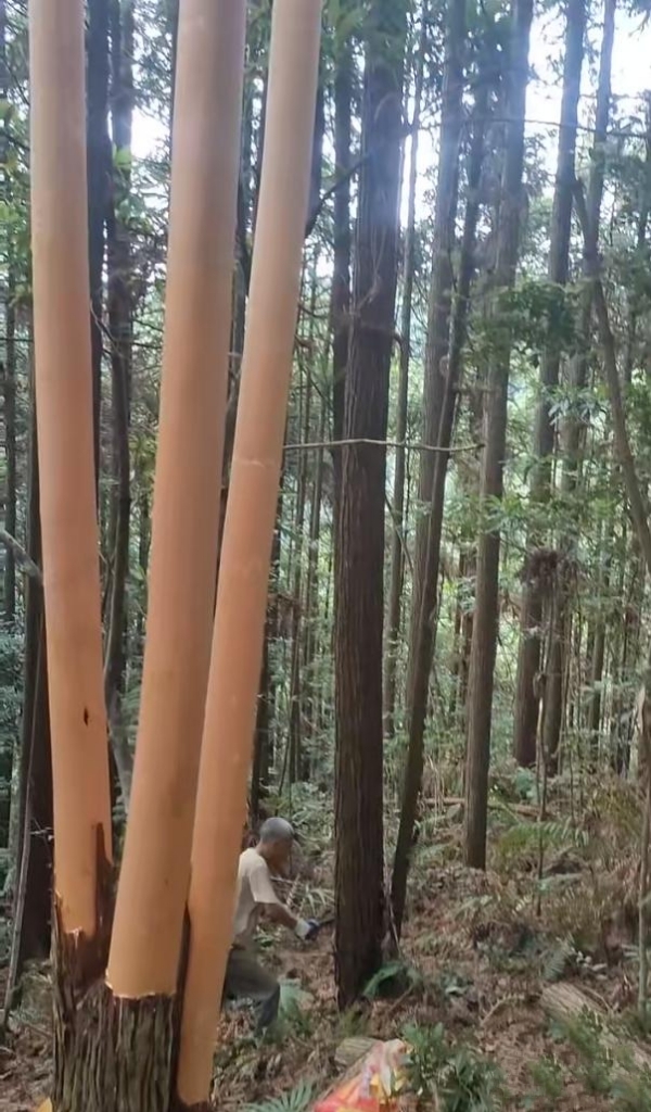 都说人怕伤心树怕剥皮,这么直的杉树竟然被剥了皮.这还能长吗?