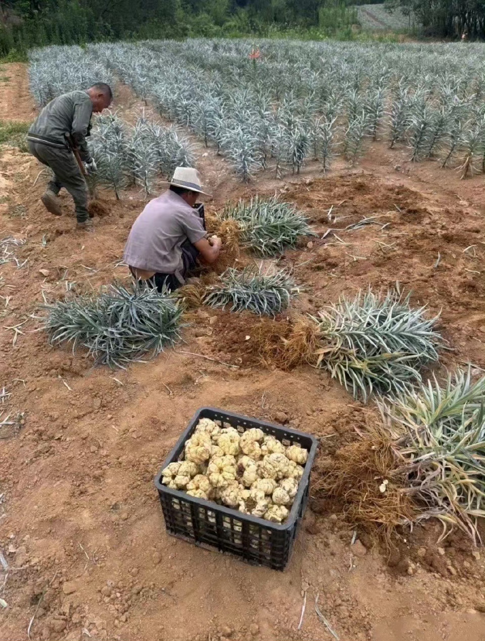 菠萝玉米 种植方法图片