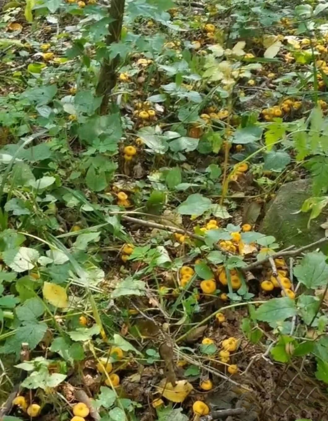 我和闺蜜去她男朋友的老家摘李子,在山上意外发现一小片黄色的蘑菇,一