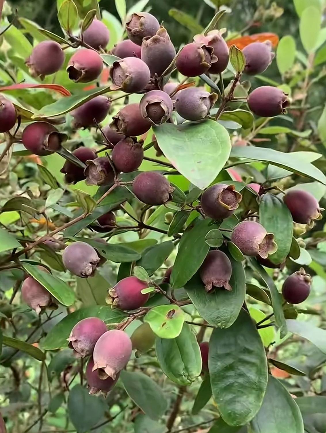 今天进山砍材时,发现眼前这棵果树!