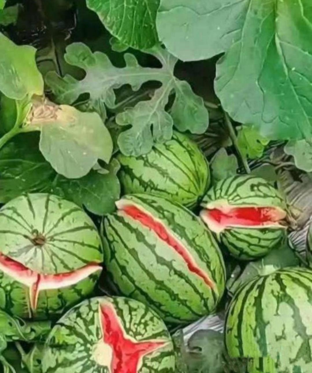 这是谁家种的西瓜?个个都裂开了,应该很甜吧?