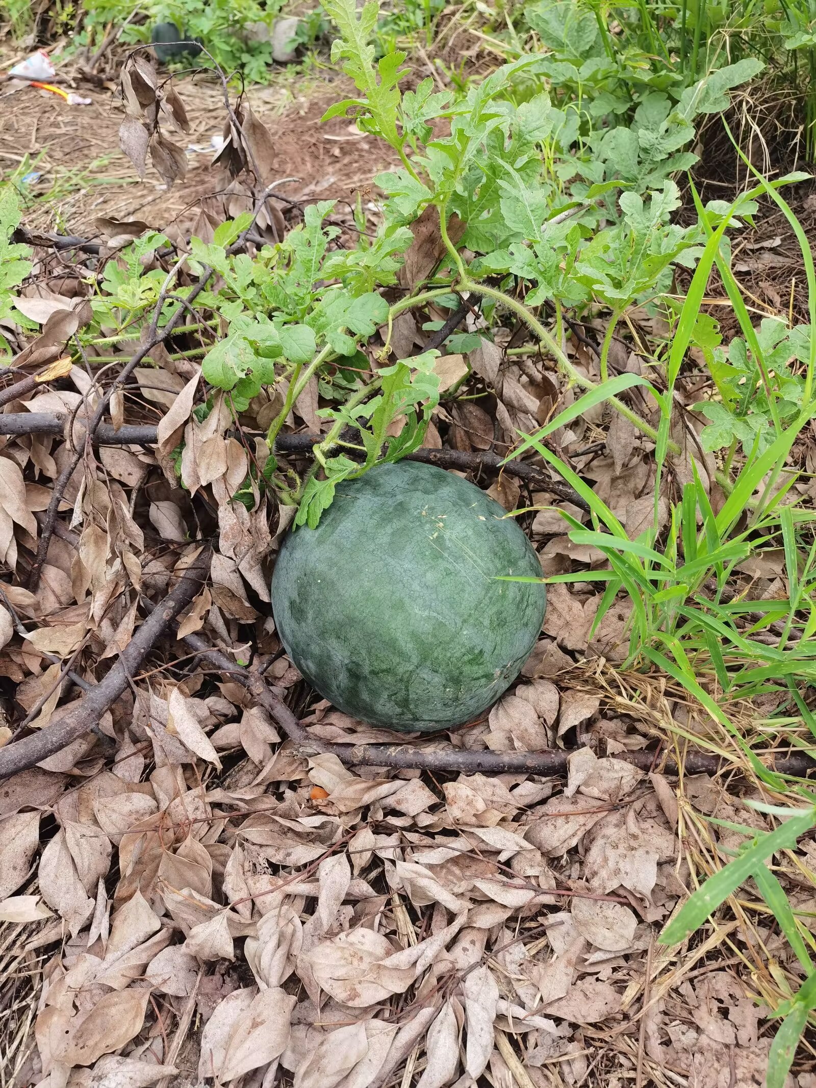 我很好奇这到底是西瓜还是冬瓜呀?