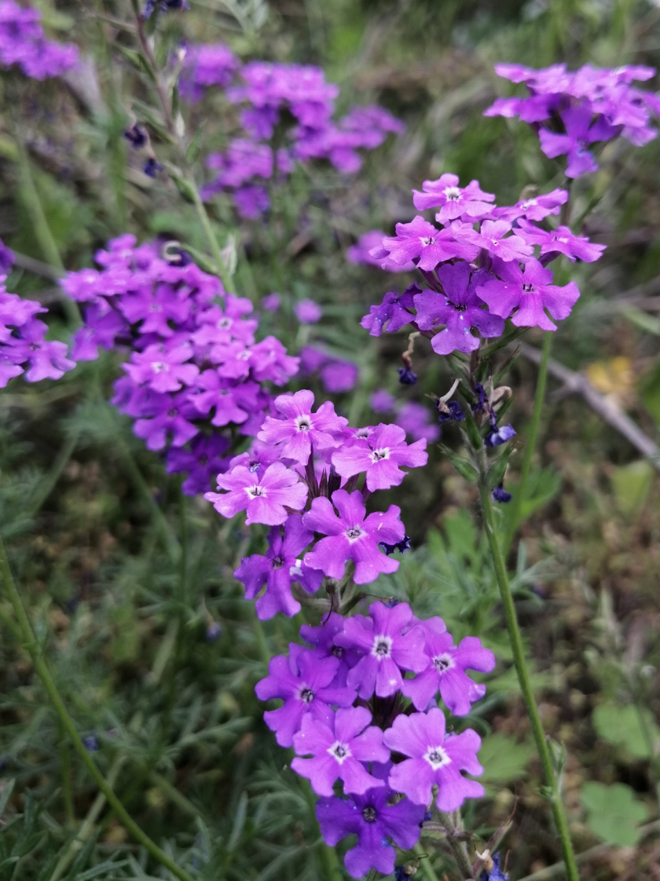 紫色花名字大全图片图片