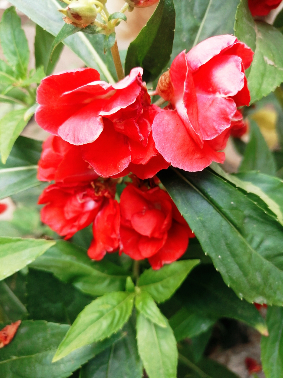 凤仙花,我们都叫它指甲花 回到老家,院里的凤仙花开的如此鲜艳,红的花