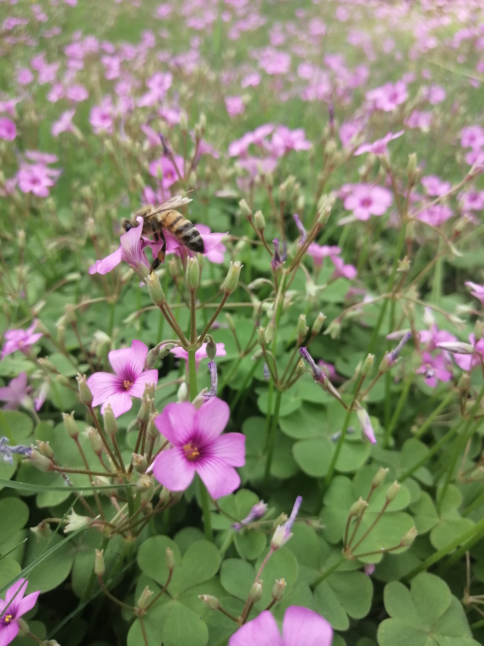 治愈系幼崽成长记#       从前,有一种能生产粘鸟胶的树.