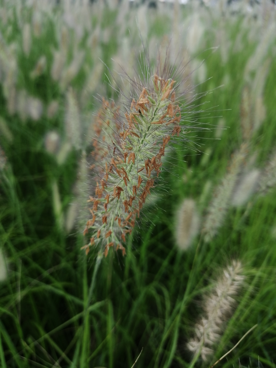 清晨,在河岸边散步,那些狗尾巴草在清晨的露珠下,闪闪发亮,一阵风吹来