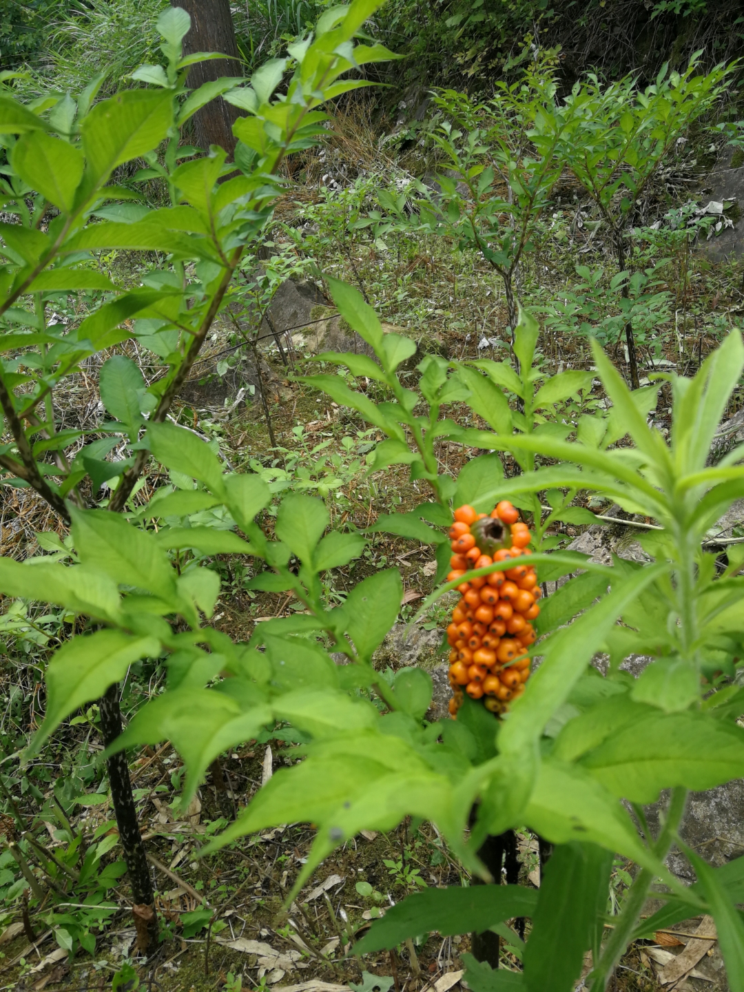 魔芋开花结的种子图片图片