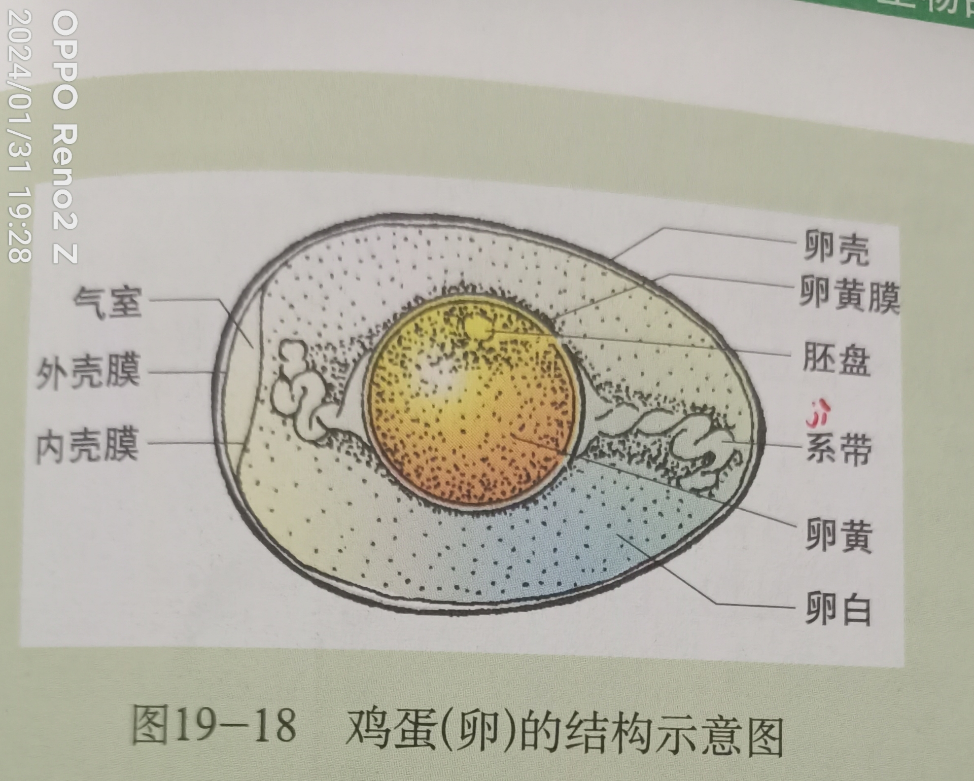 蛋的结构示意图图片