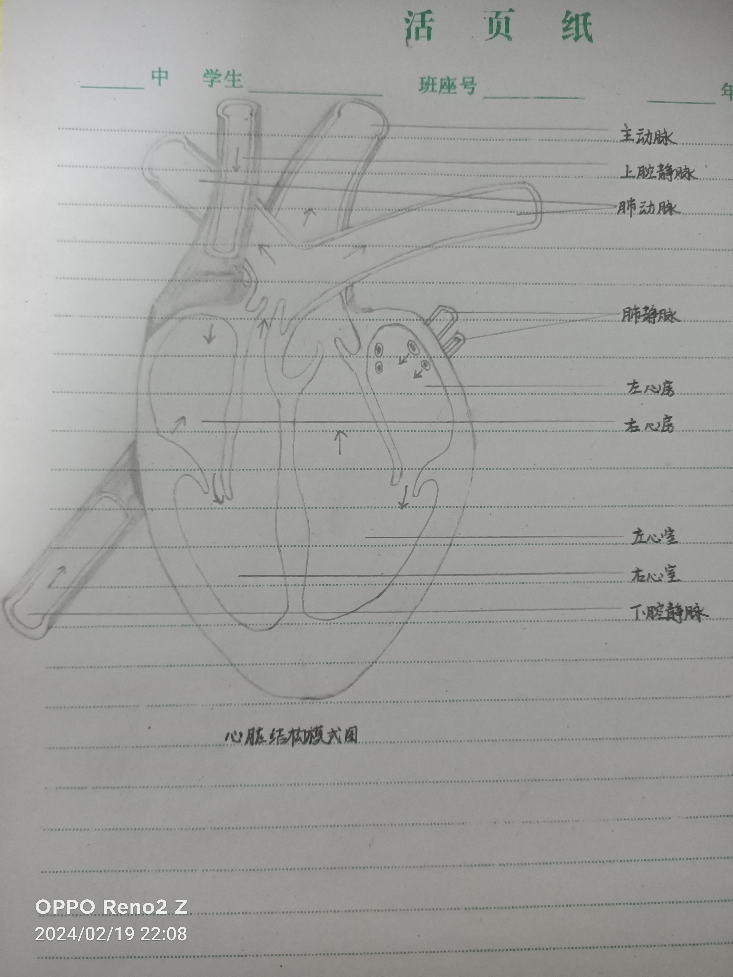 心肌细胞简图图片