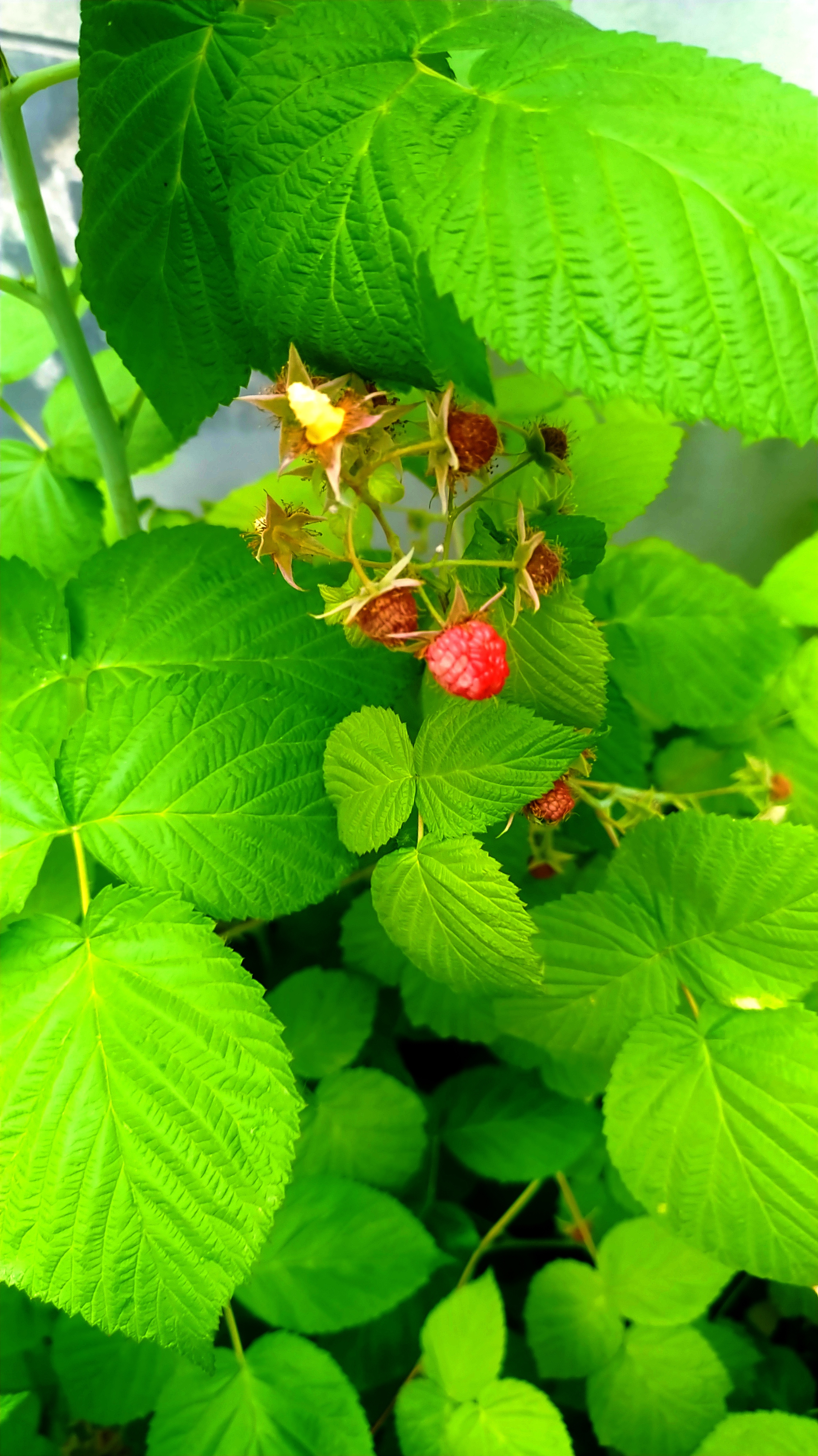 树莓苗地栽第三年,长成这样了,真愁死个人!