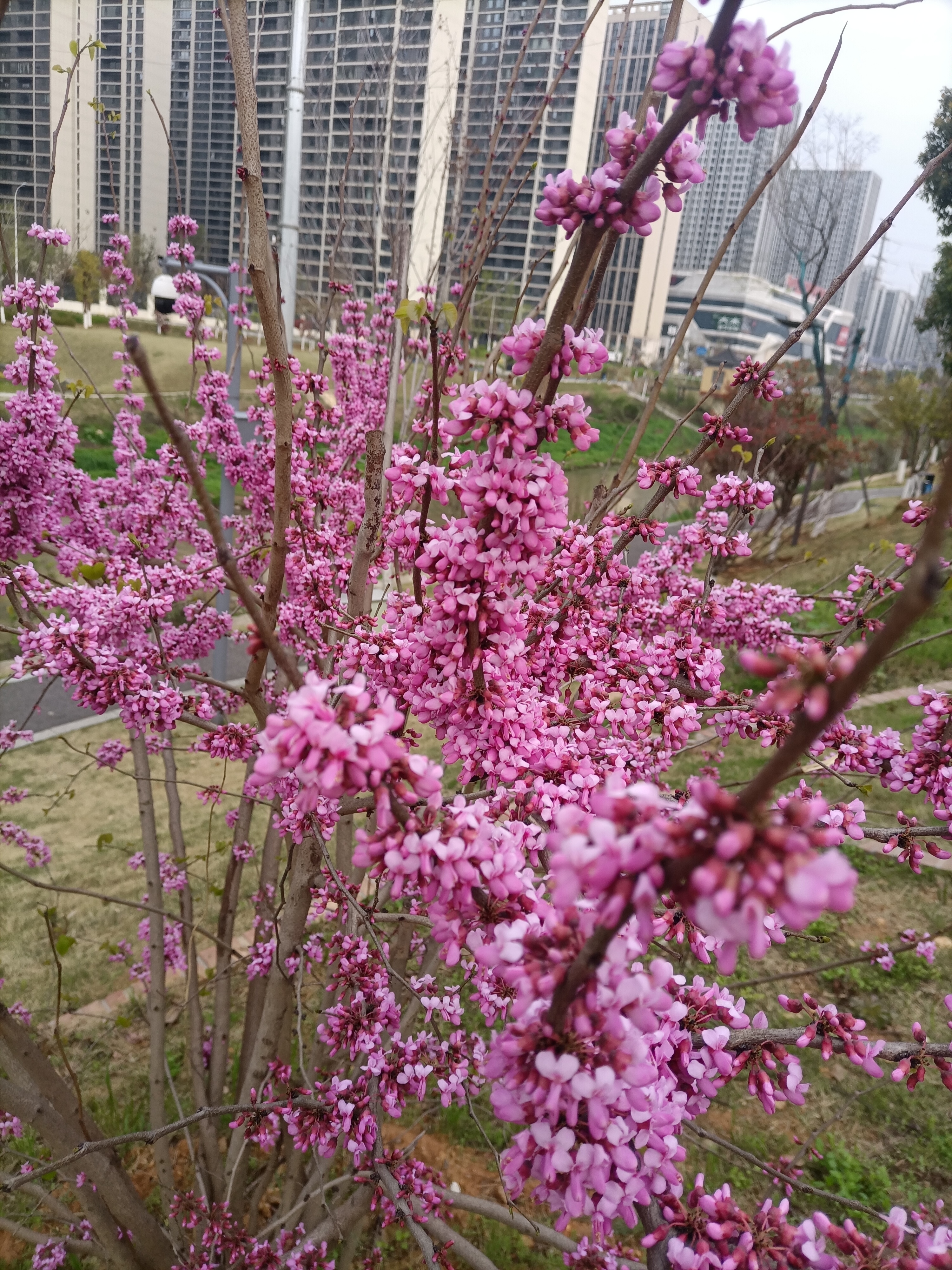 七律紫荆花   诗/豹山散人 粉蝶互拥成群簇,  姊妹相帮聚众荣