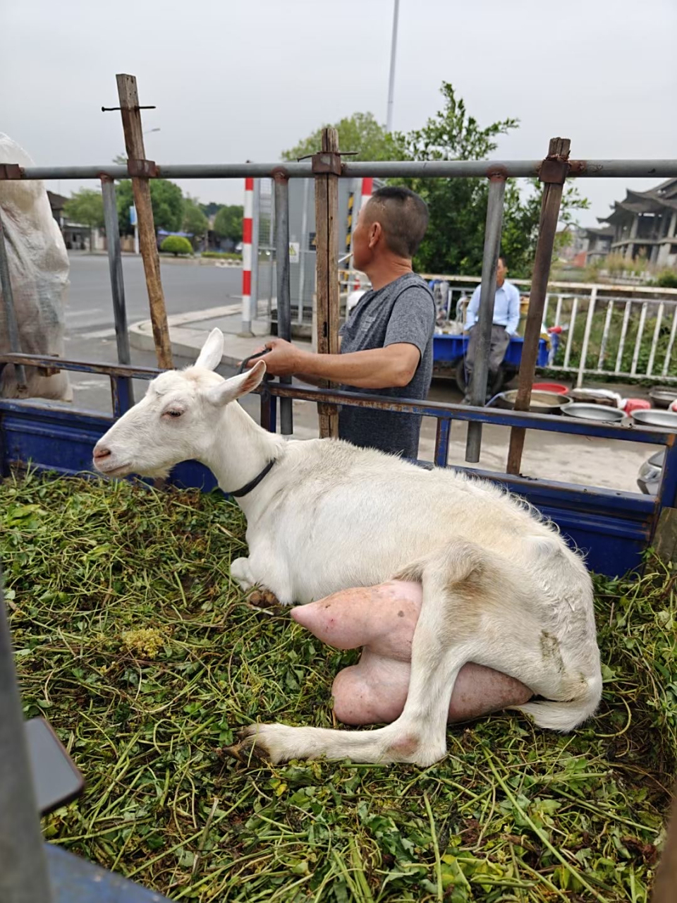 现挤羊奶——(来自吕凤霄老师)