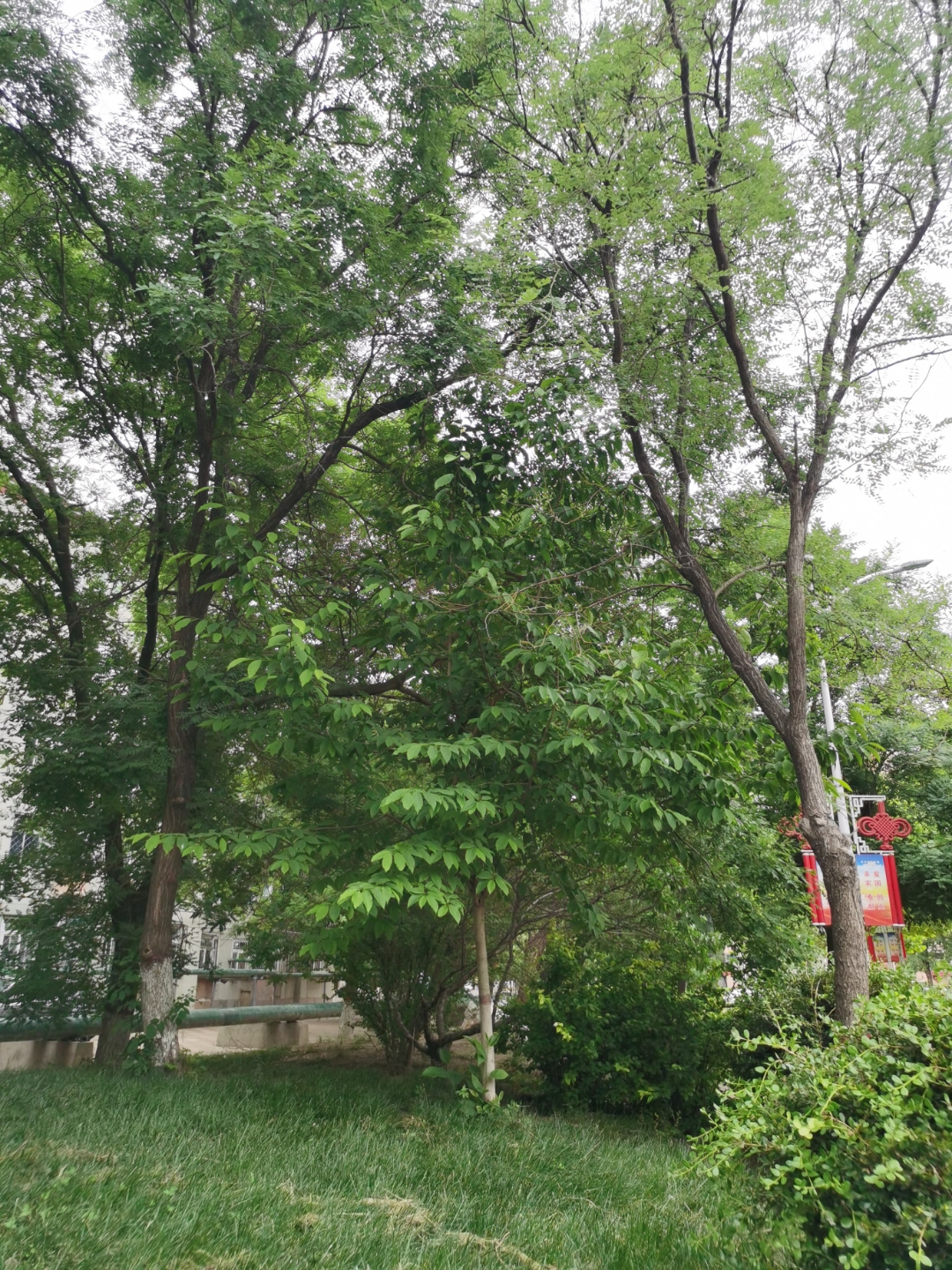 坡上的树,不在名山