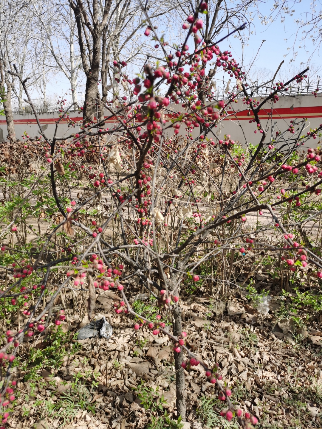 相逢桃红柳绿春正浓  仁仨佳人喜相逢 嫩柳树下饮杯茶 睏卧花荫叶做被