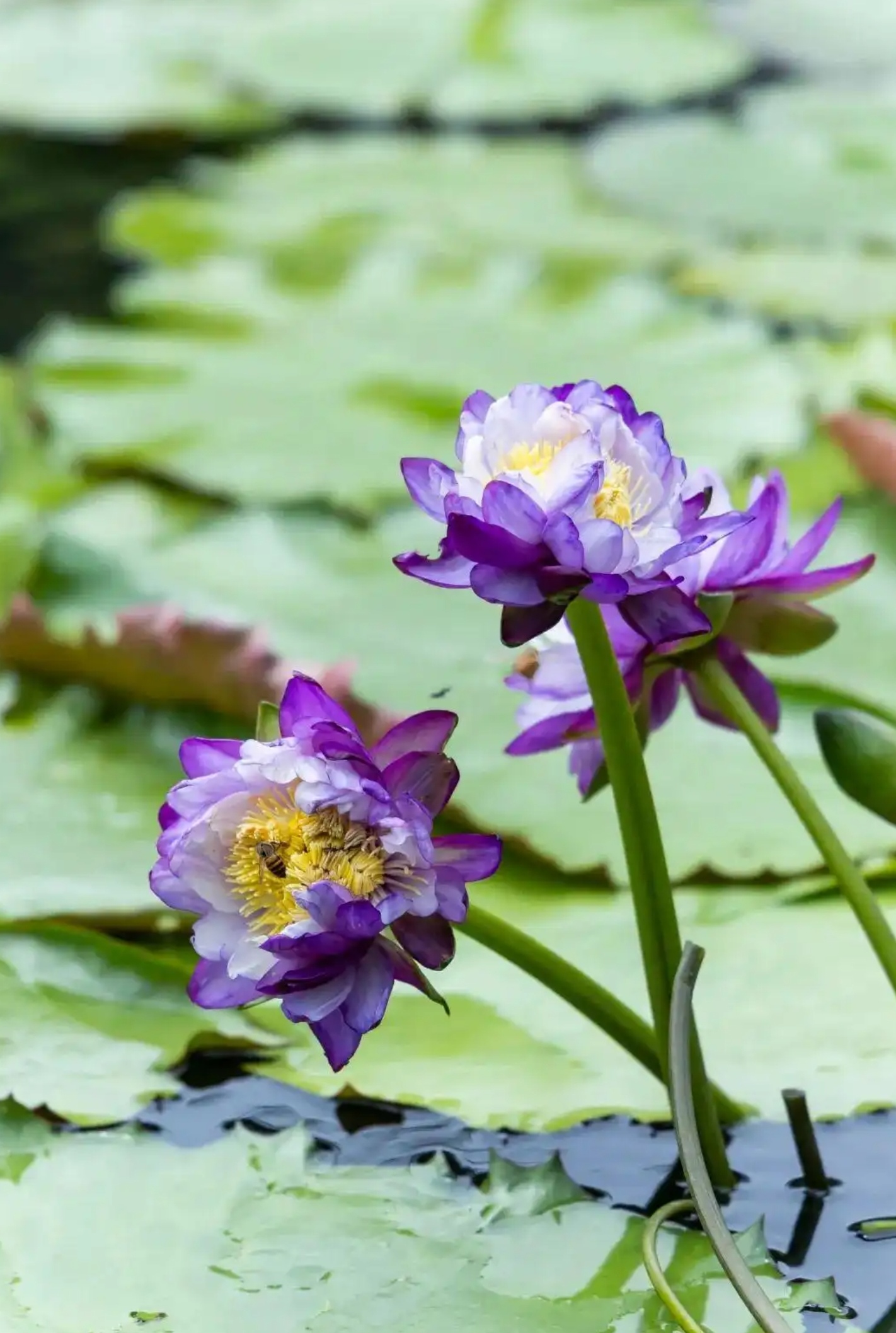 虽然经常听说莲花这个名字,到底莲花什么样子,我一直不知道