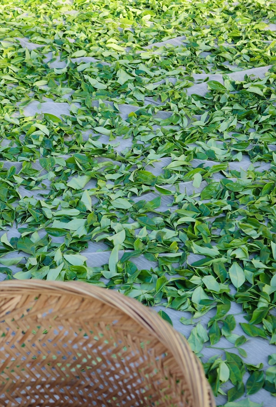 雪片茶也叫冬茶,凤凰单丛一年中最后一季茶,也是