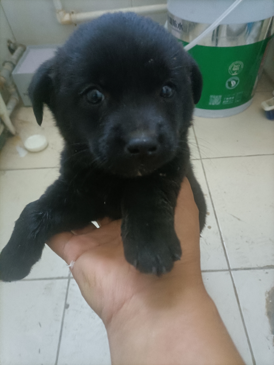 爪子肚子全黑,舌头下面和后面是黑的,舌头正面,舌尖有黑点,往后面有点