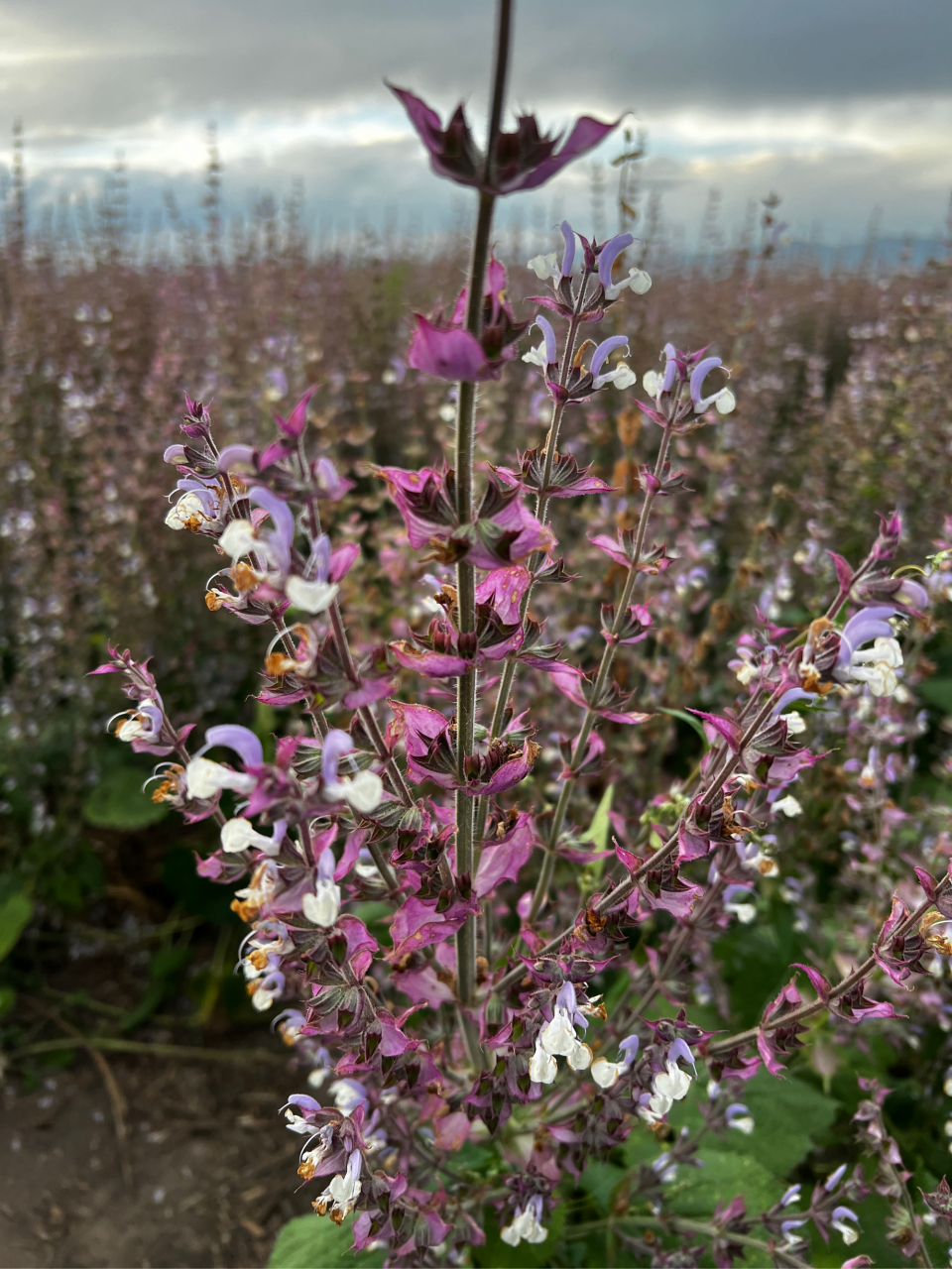 这片美丽的粉紫色花海是香紫苏,不是平常我们所见的农村田间地头,屋前